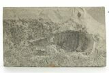 Bargain, Eurypterus (Sea Scorpion) Fossil - New York #369325-1